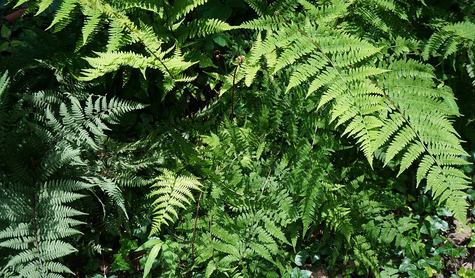 Spring Ferns Ferns Garden Spring - Free photo on Pixabay - Pixabay