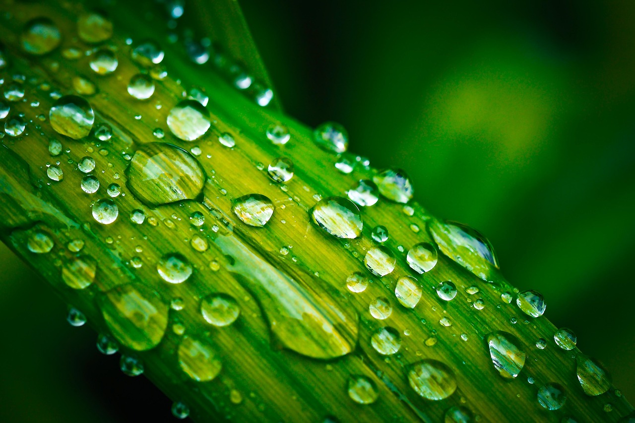 Blatt Wassertropfen Tropfen - Kostenloses Foto auf Pixabay