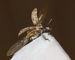 beetle, weevil, dorytomus