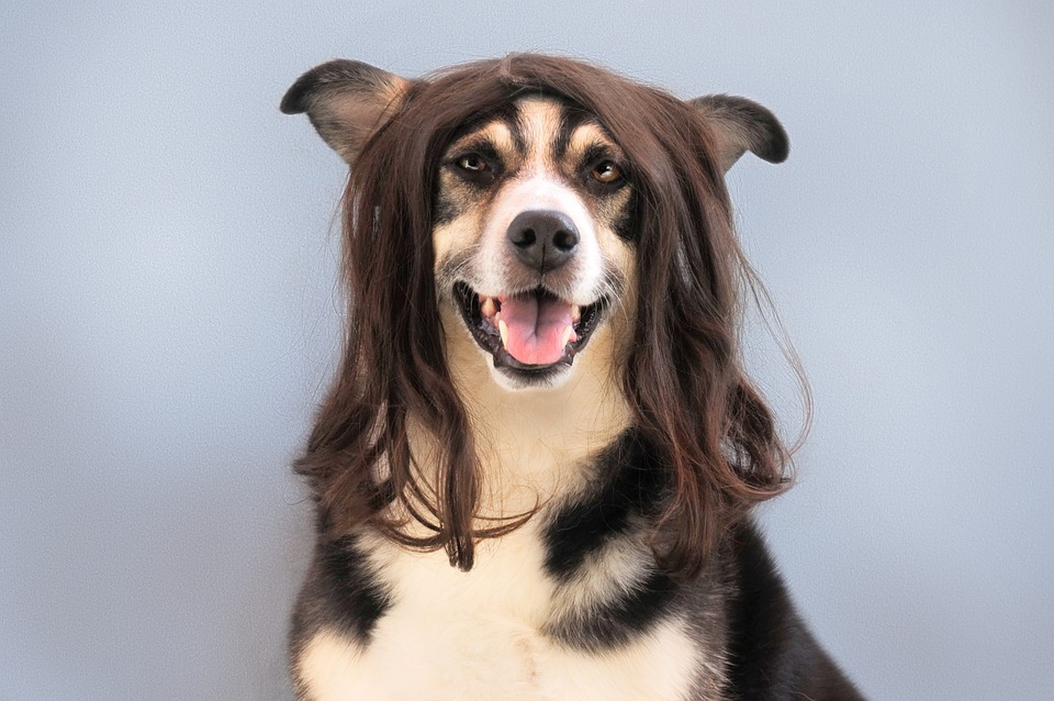 black wig on white dog