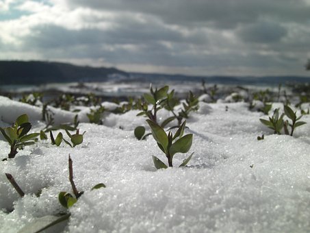 Sneeuw, Close-Up, Winter, Plant