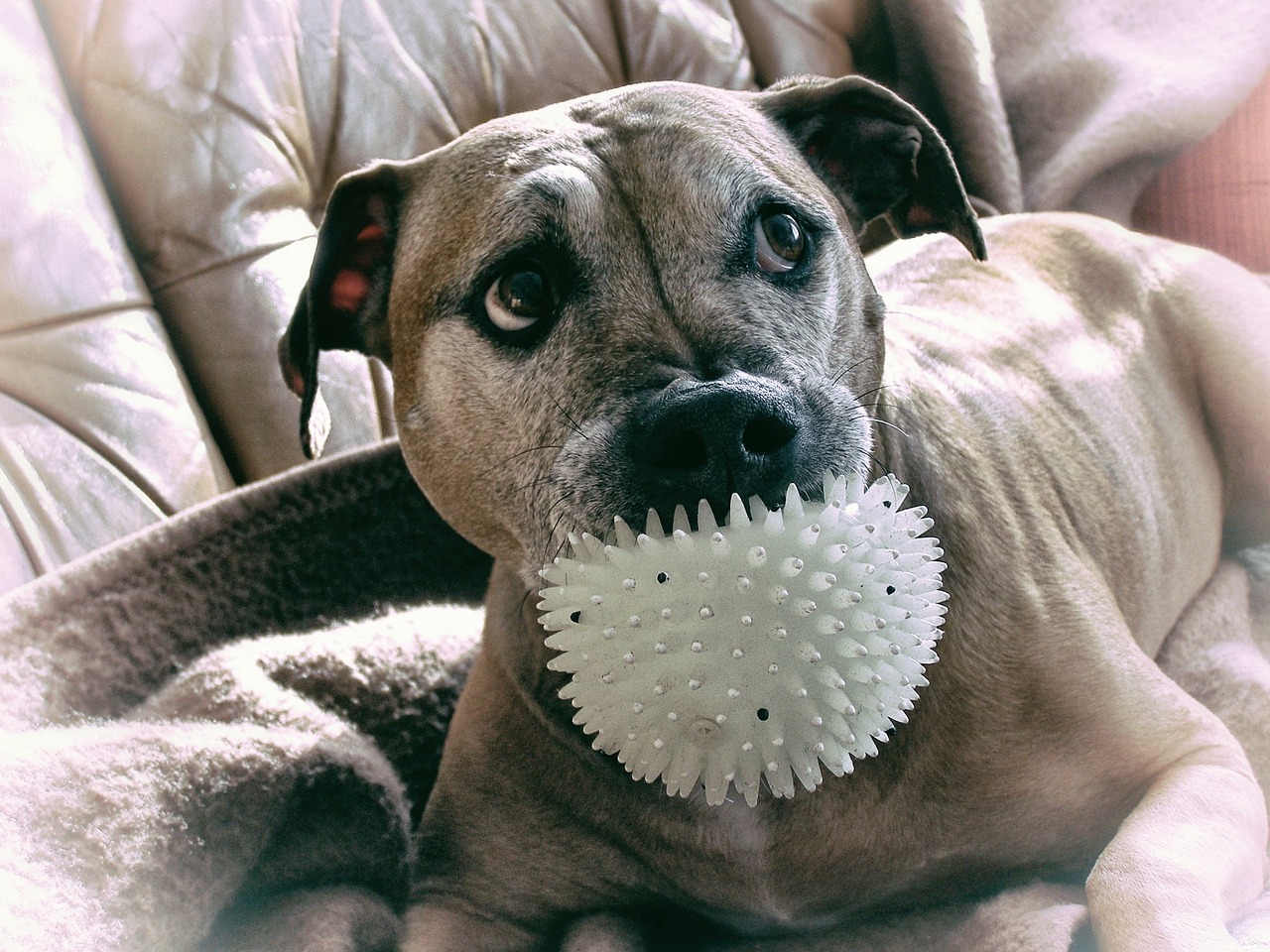 比特犬|比特犬图片 比特犬|比特犬图片