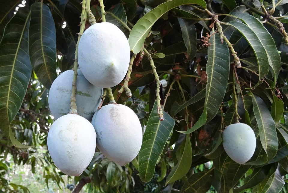 Mango Meyve Mangifera Indica · Pixabay&amp;#39;de ücretsiz fotoğraf