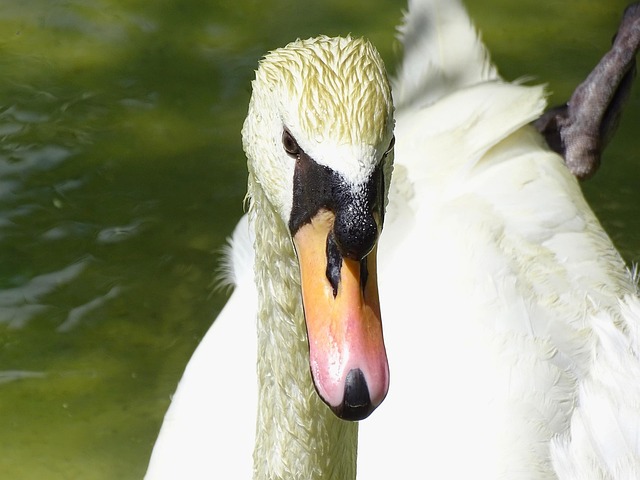 Free Goose Animal photo and picture