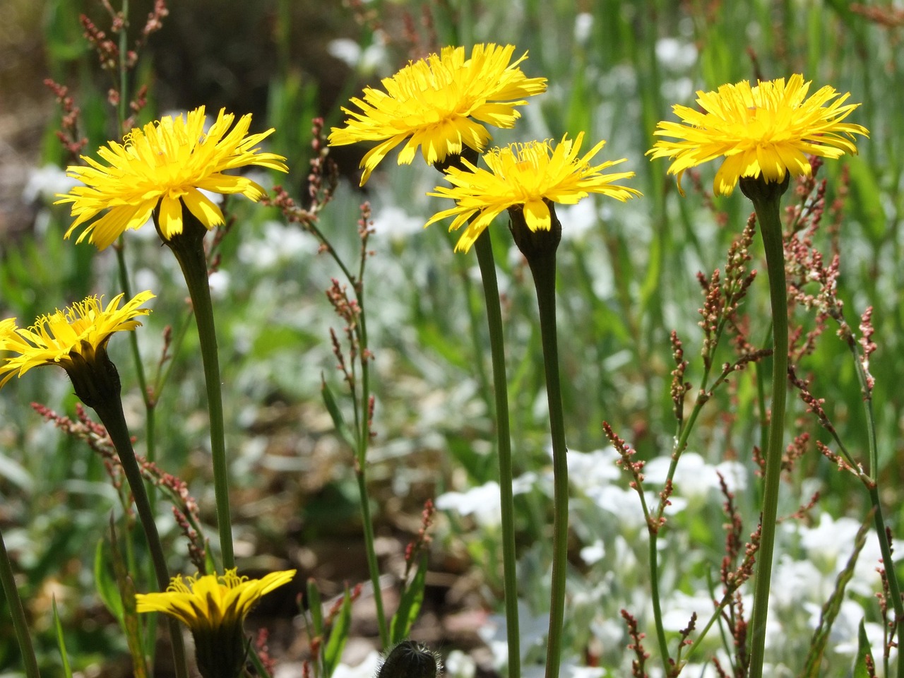 Bunga Padang Rumput Kebun - Foto gratis di Pixabay - Pixabay