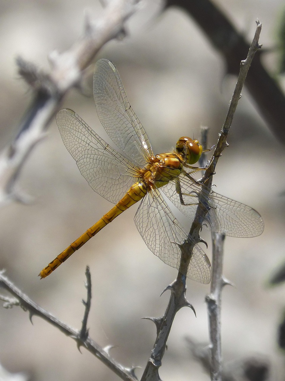 Dragonfly Golden Insect - Free photo on Pixabay