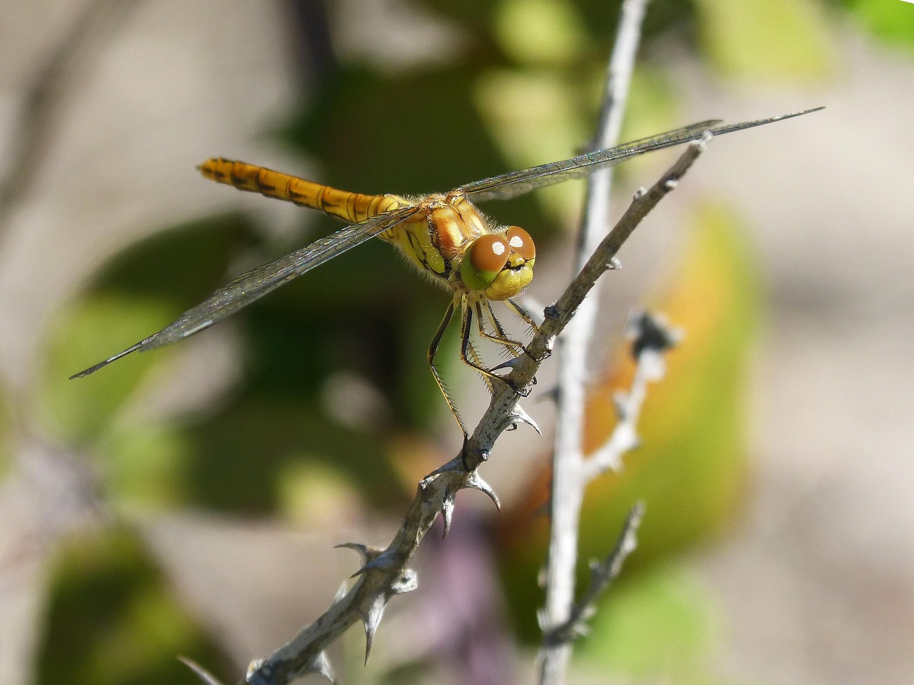 Dragonfly Golden Insect - Free photo on Pixabay - Pixabay