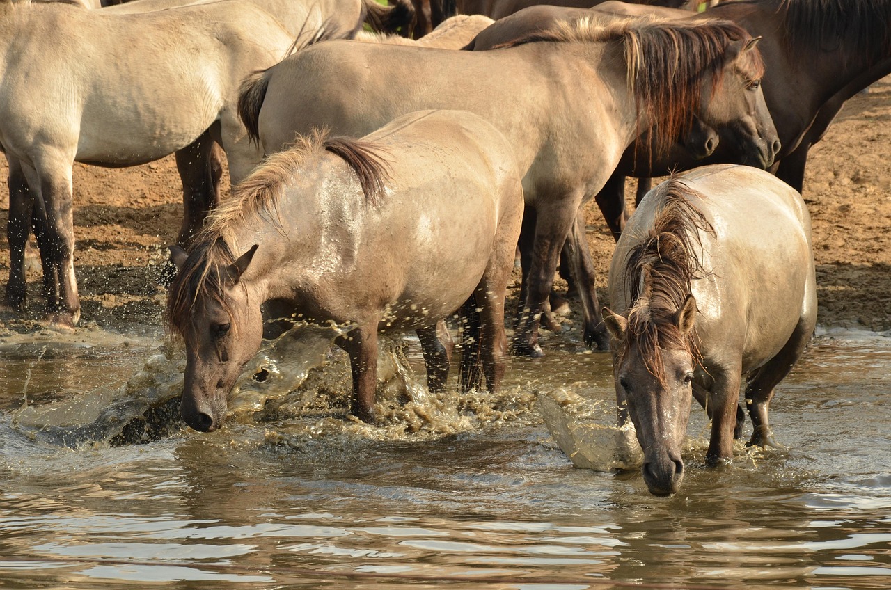 Animal - free online jigsaw puzzle photo
