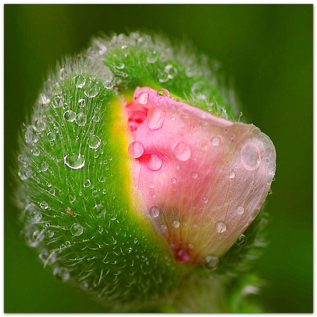 Free Poppy Flower Beautiful Flowers photo and picture