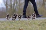 nilgans, birds, poultry