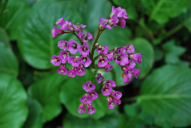 Blume, Paradies, Blatt, Kraut, Natur