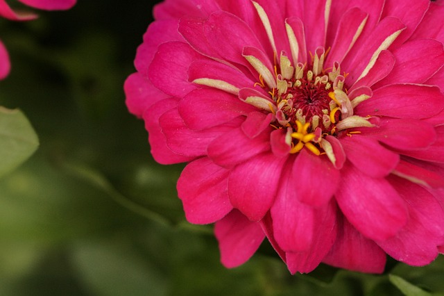 Rose, Mexikanische Rose, Pinke Blume