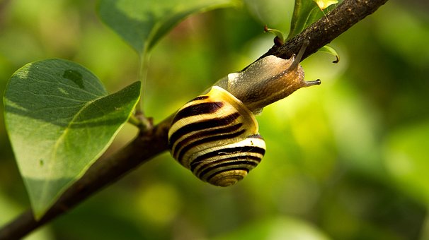 Schnecke, Tier, Natur, Weichtier, Garten
