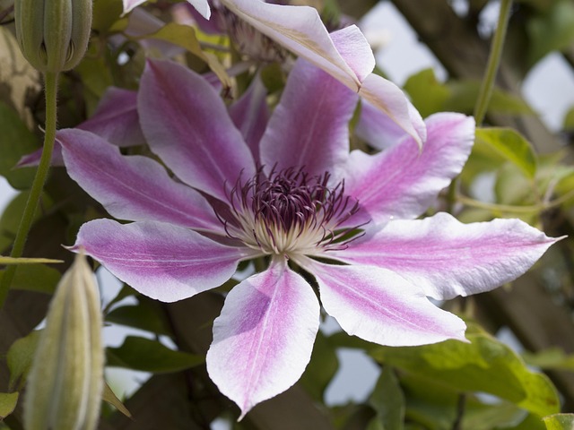 Free Clematis Pink photo and picture
