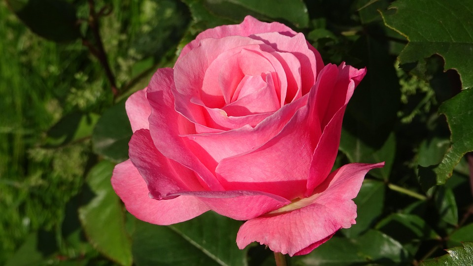 bloemen liefde gratis foto rozen bloemen rode roos liefde gratis bloemen liefde gratis foto rozen bloemen rode roos liefde gratis