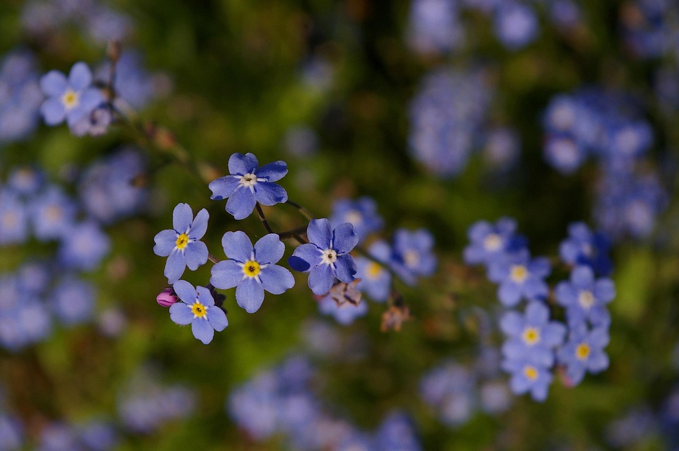 Spring Vciolet Violet Spring Blossom - Free photo on Pixabay - Pixabay