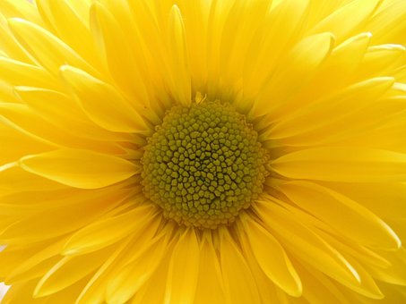 Gelbes Gänseblümchen Mama, Gelbe Blume