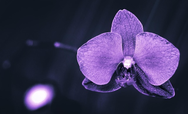 Naturaleza, Plantas, Morado, Orquidáceas