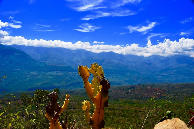 Free Canyon Cactus photo and picture