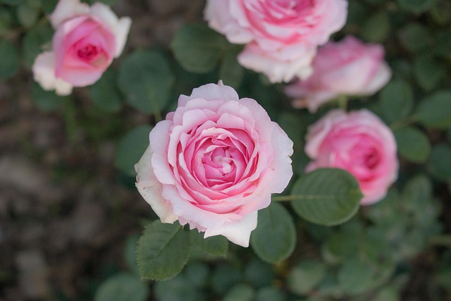 Free Rose Flower photo and picture
