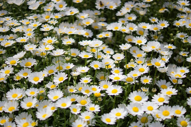 Free Wildflower Flower photo and picture