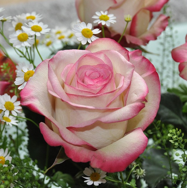 Free Rose Flower photo and picture
