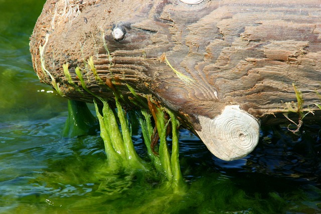 Free Seaweed Matsi Sea photo and picture