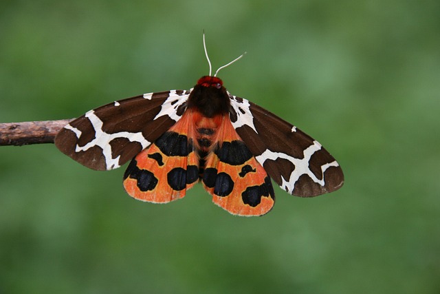 Free Butterfly Nature photo and picture