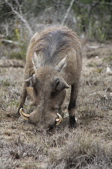 warthog-1427194_640.jpg