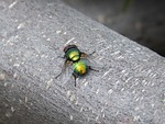 calliphora vicina, greenfly, fly vironera