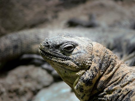Eidechse, Waage, Auge, Natur, Reptil