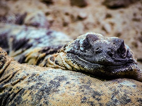 Eidechse, Waage, Auge, Natur, Reptil