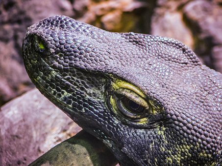 Eidechse, Waage, Auge, Natur, Reptil