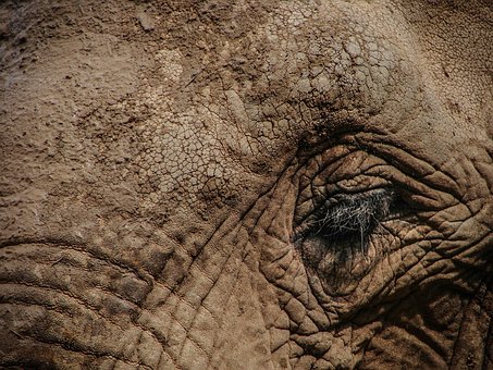 Elefant, Auge, Tierwelt, Tier, Wild