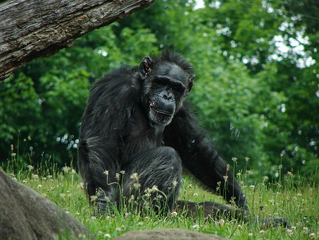 Schimpanse, Tier, Tierwelt, Natur, Affe