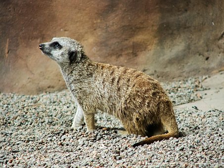 Erdmännchen, Afrika, Tier, Tierwelt