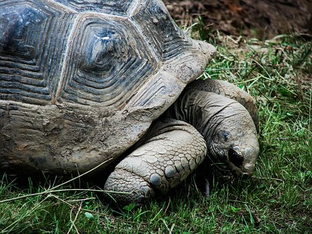 Hülse, Reptil, Schildkröte, Tier