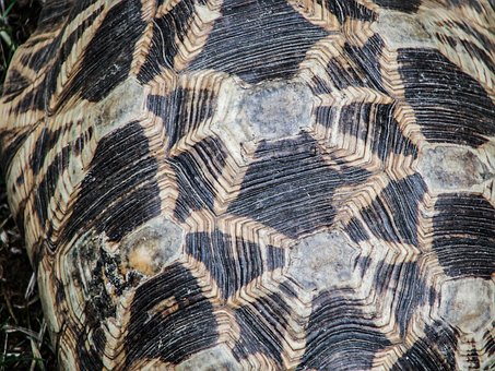 Hülse, Reptil, Schildkröte, Tier