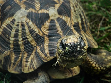 Hülse, Reptil, Schildkröte, Tier