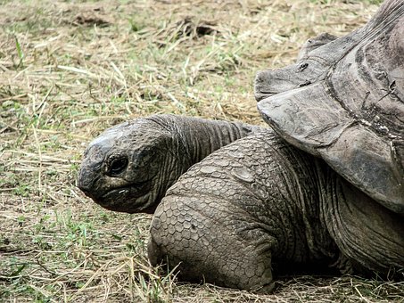 Hülse, Reptil, Schildkröte, Tier