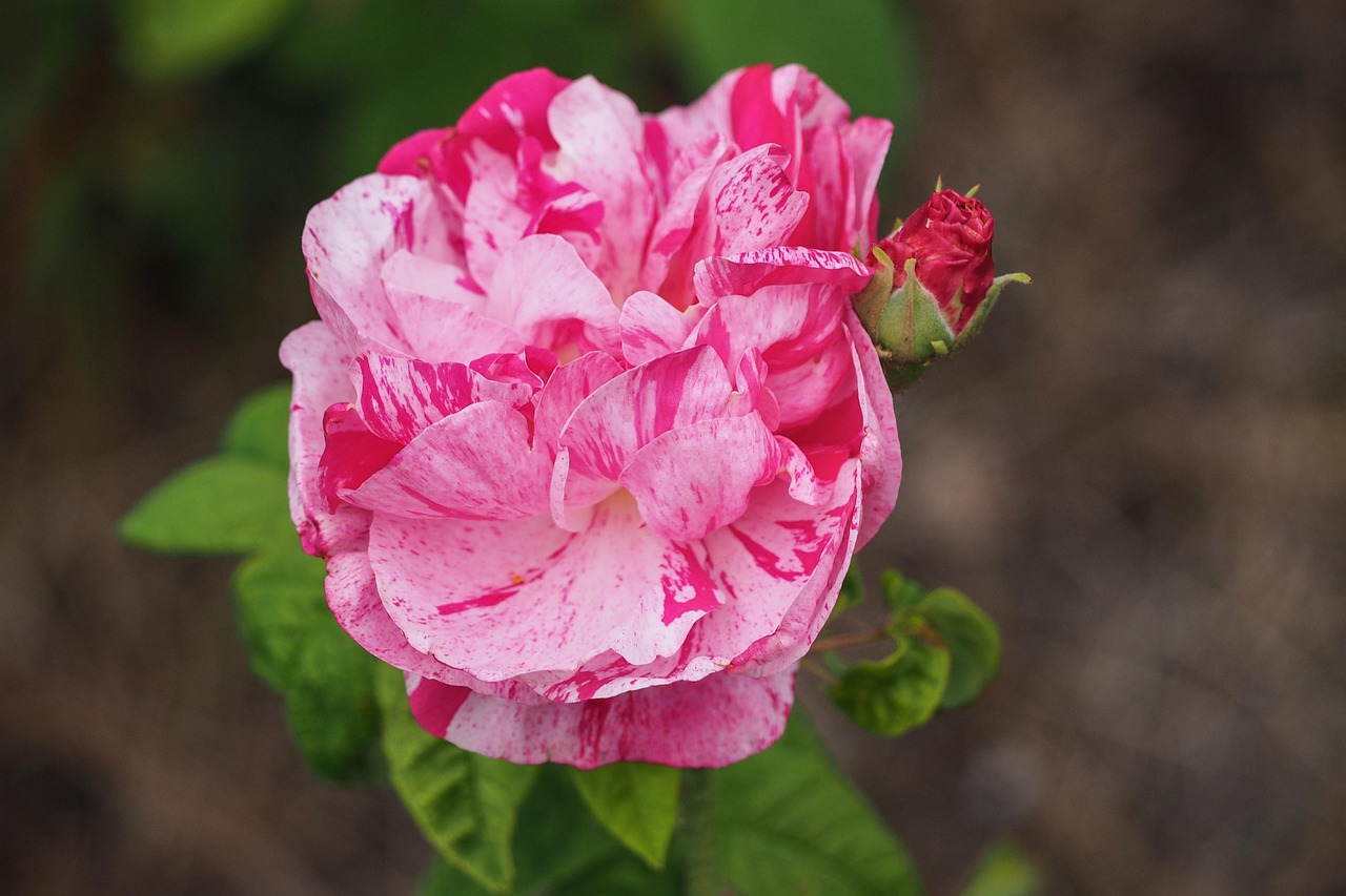 Rose Blossom Bloom - Free photo on Pixabay