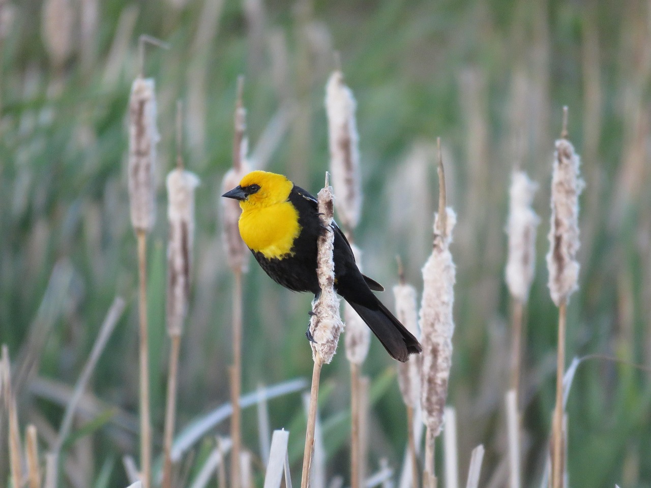 Gelbk pfige Amsel