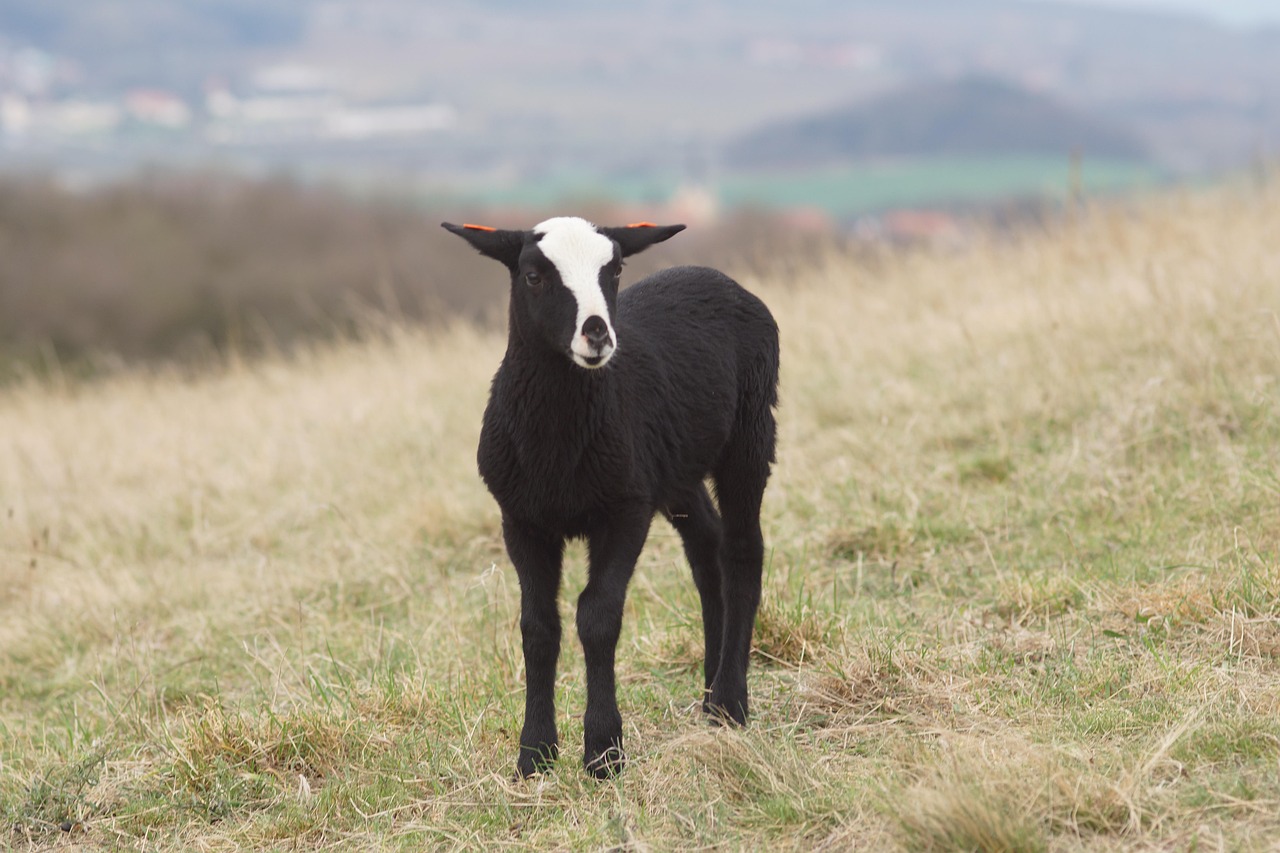 Lamb Spring Pasture - Free photo on Pixabay - Pixabay