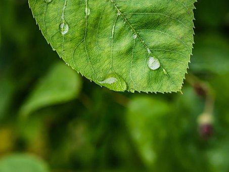 Free Leaf Waterdrop photo and picture