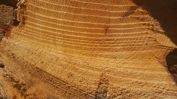 Free Tree Saw Cut photo and picture