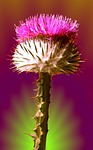 thistle, flower, blossom