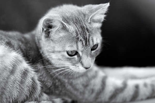 Katze, Kätzchen, Haustier, Süß, Augen