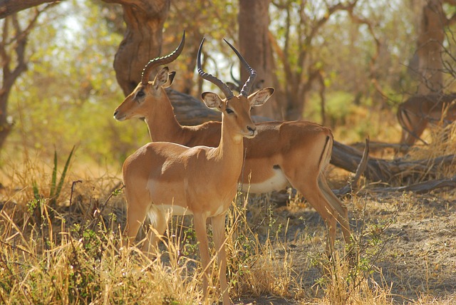 Africa, Natura, Puternic, Sălbatic