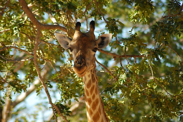 Botswana, Girafă, Africa, Safari