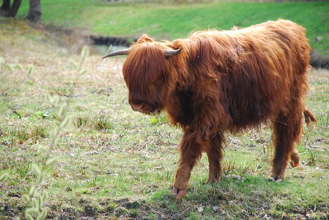 Groningen, Highlander Scoțian, Natura